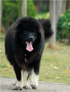 纽芬兰犬