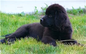 纽芬兰犬