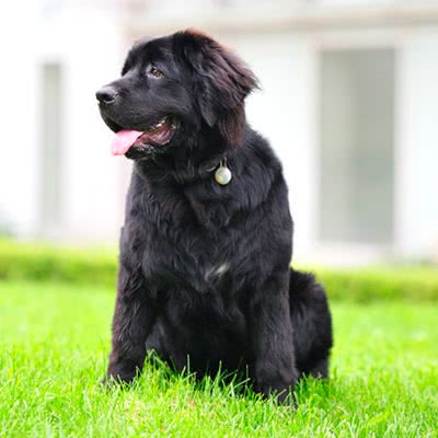 纽芬兰犬