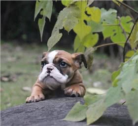 斗牛獒犬
