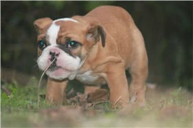 斗牛獒犬