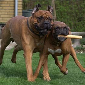 斗牛獒犬