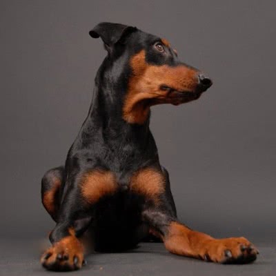 德国宾莎犬