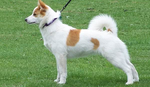 诺波丹狐狸犬图片