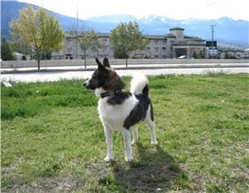 诺波丹狐狸犬