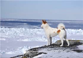 诺波丹狐狸犬