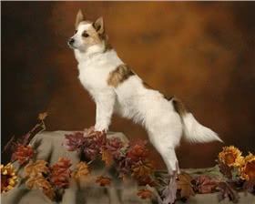 诺波丹狐狸犬