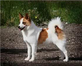诺波丹狐狸犬