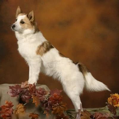 诺波丹狐狸犬