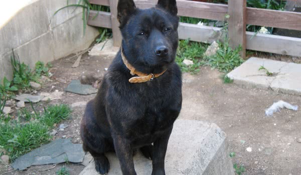 甲斐犬 甲斐犬
