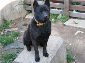 甲斐犬