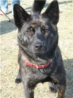 甲斐犬