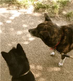 甲斐犬