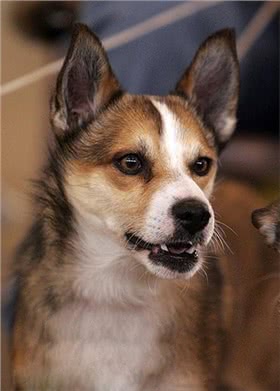 挪威卢德杭犬