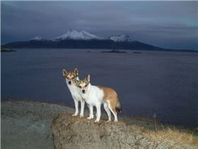 挪威卢德杭犬
