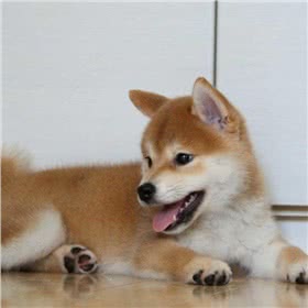 挪威卢德杭犬