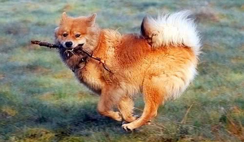 欧亚大陆犬 欧亚大陆犬