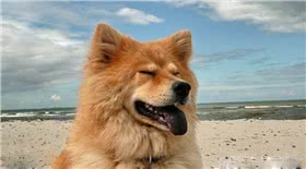 欧亚大陆犬
