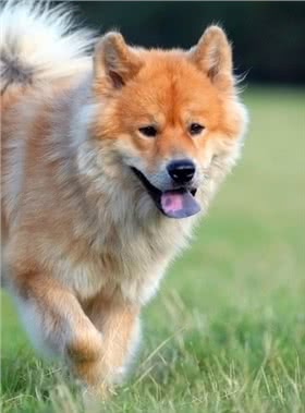 欧亚大陆犬