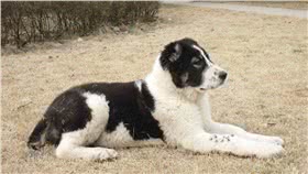 中亚牧羊犬