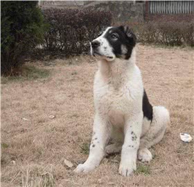 中亚牧羊犬