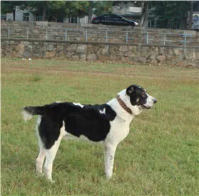 中亚牧羊犬