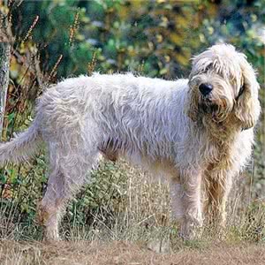 中型格里芬狩猎犬