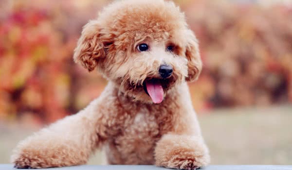 中型贵宾犬 中型贵宾犬