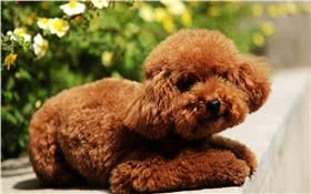 中型贵宾犬