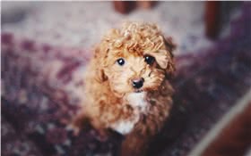 中型贵宾犬