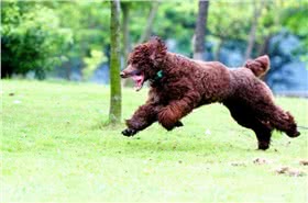 中型贵宾犬