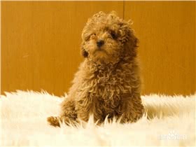 中型贵宾犬