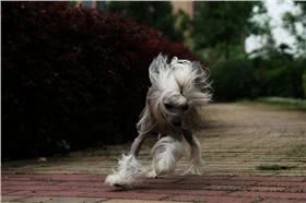 中国冠毛犬