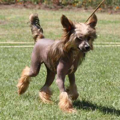 中国冠毛犬