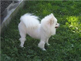 爱斯基摩犬