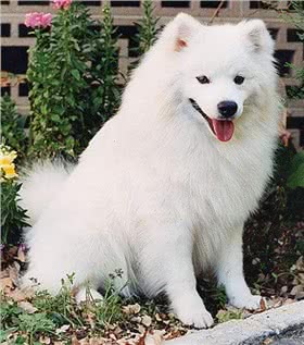 爱斯基摩犬