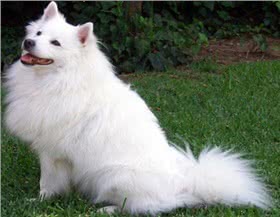 爱斯基摩犬
