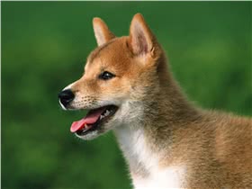 柴犬