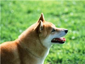柴犬