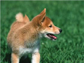 柴犬