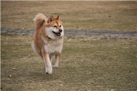 柴犬