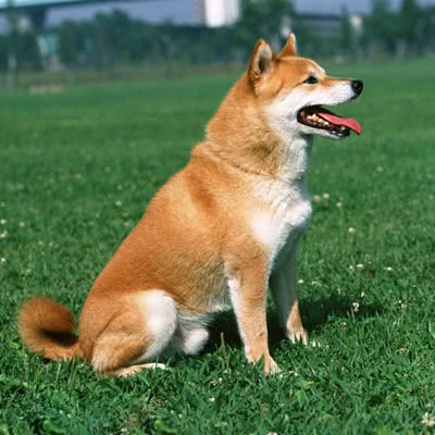 柴犬