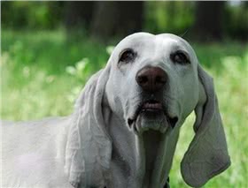 瓷器犬