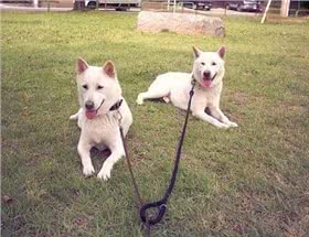 纪州犬