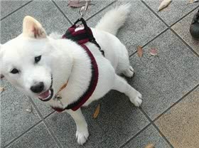 纪州犬