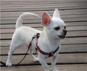 纪州犬