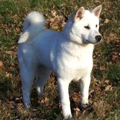 纪州犬