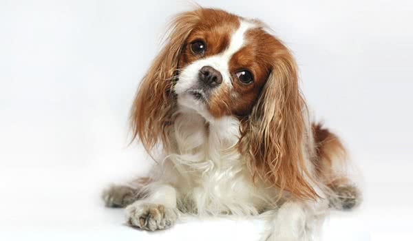 查理王骑士猎犬 查理王骑士猎犬