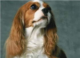 查理王骑士猎犬