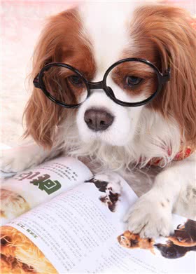 查理王骑士猎犬
